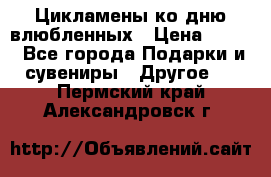 Цикламены ко дню влюбленных › Цена ­ 180 - Все города Подарки и сувениры » Другое   . Пермский край,Александровск г.